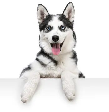 Security Expert